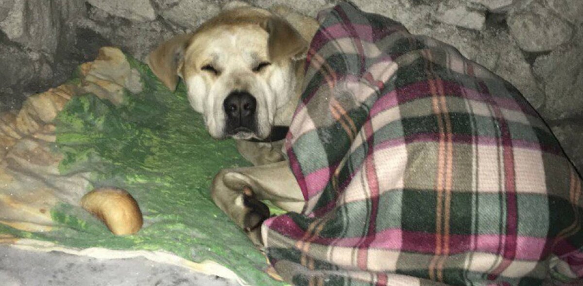 Амур под балконами