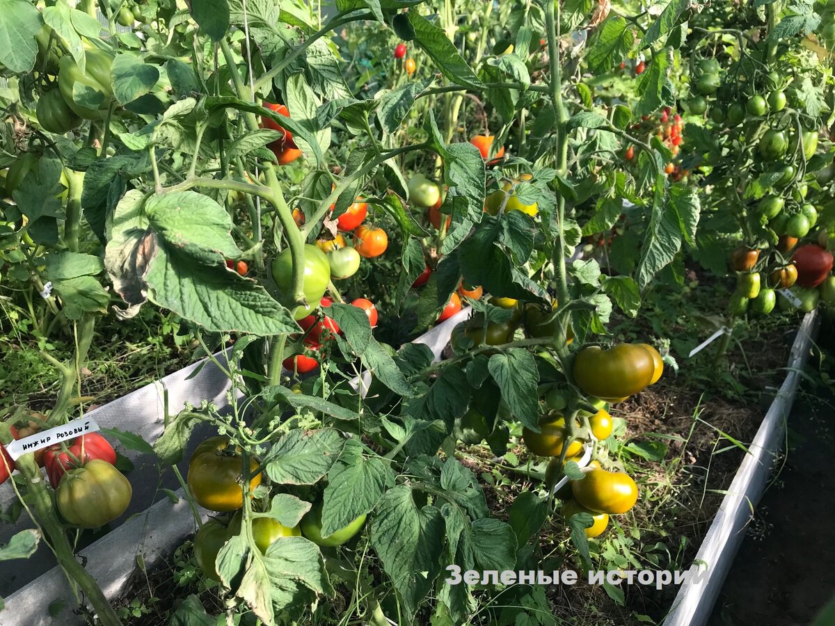 Фото моей теплицы сделано сегодня, 13 августа