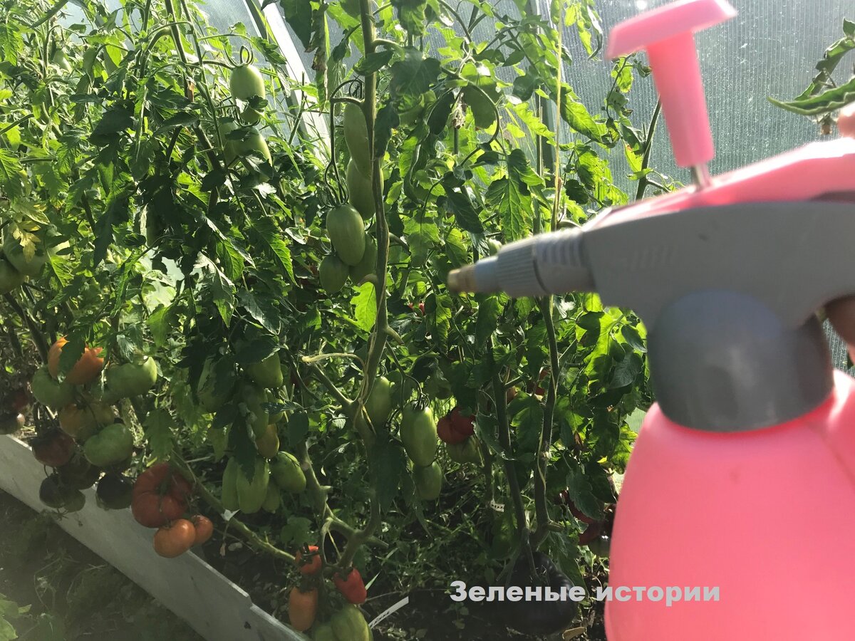 Регулярная обработка "Ершом" - и никакой фитофторы