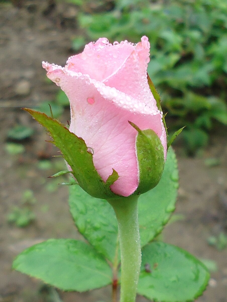 Бутон розы Пинк Флойд