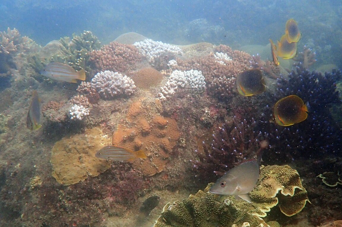 Подводный мир Хорсшу-Бэй, Боуэн, Квинслэнд, Австралия