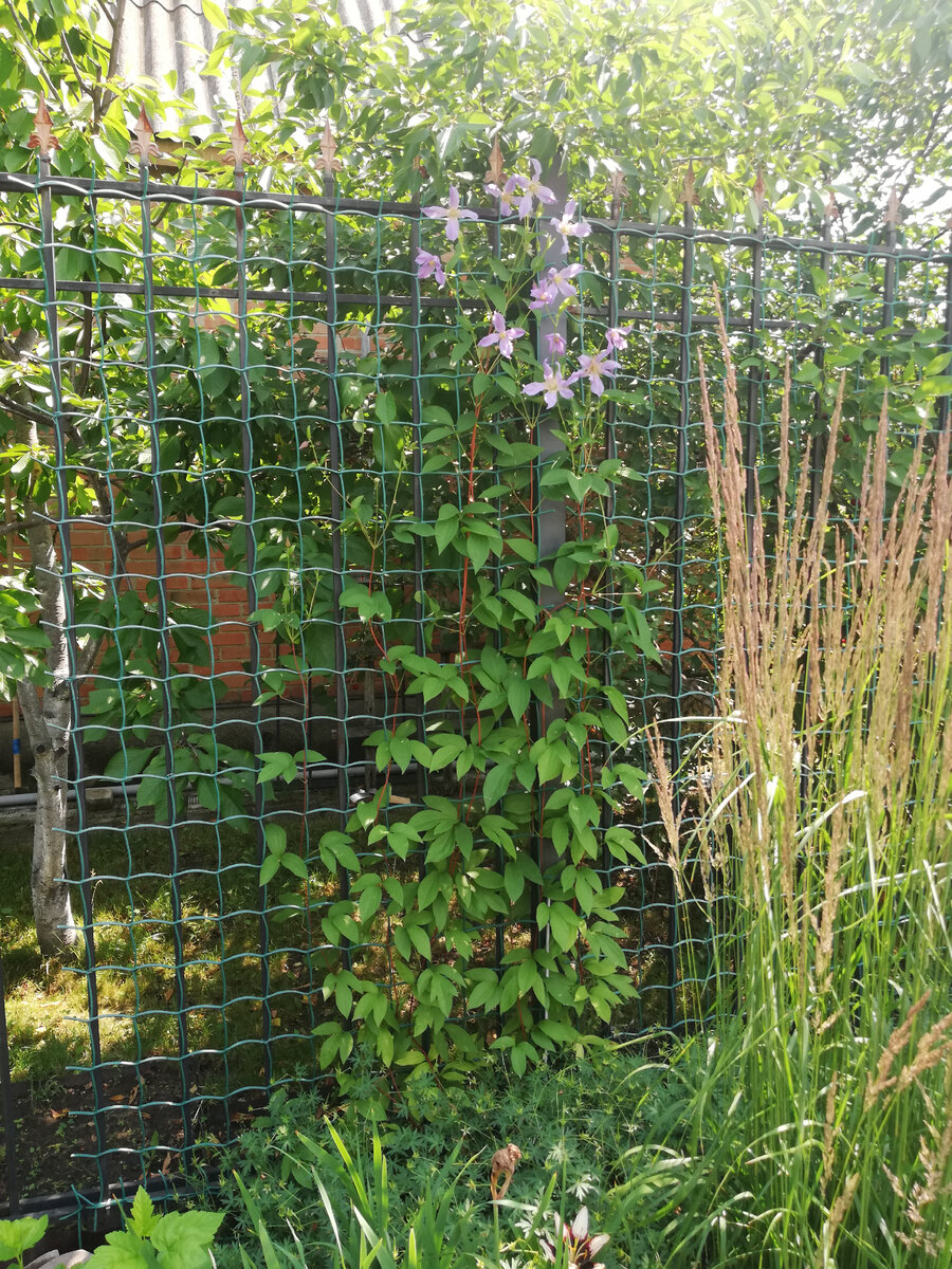 Справа - вейник остроцветковый 'Overdam' на даче в первых числах июля - уже с ржавыми колосками