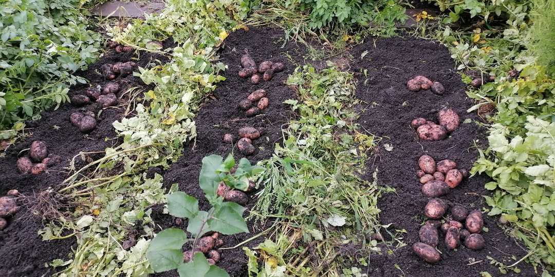 Почему спешу копать картошку даже в непогоду. Когда копать, фото переросшей