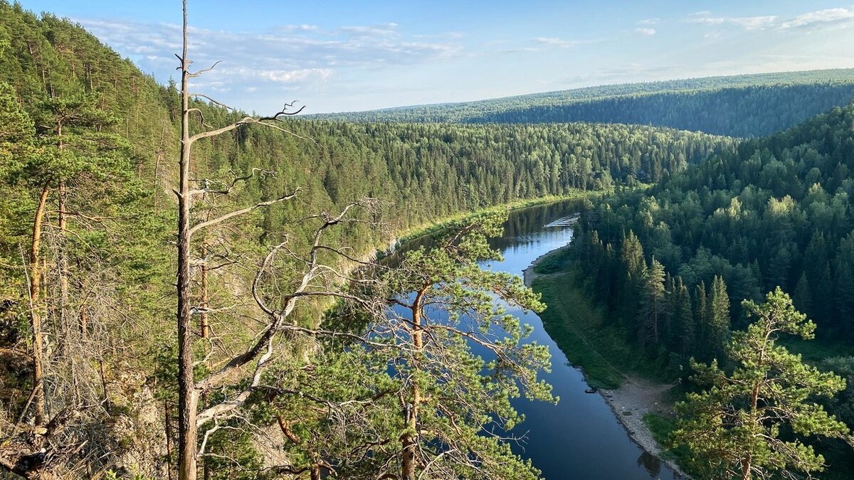     Пятнистый олень попал в объектив фотокамеры приморских ученых. В нацпарке «Земля леопарда» запечатлели необычную позу животного.