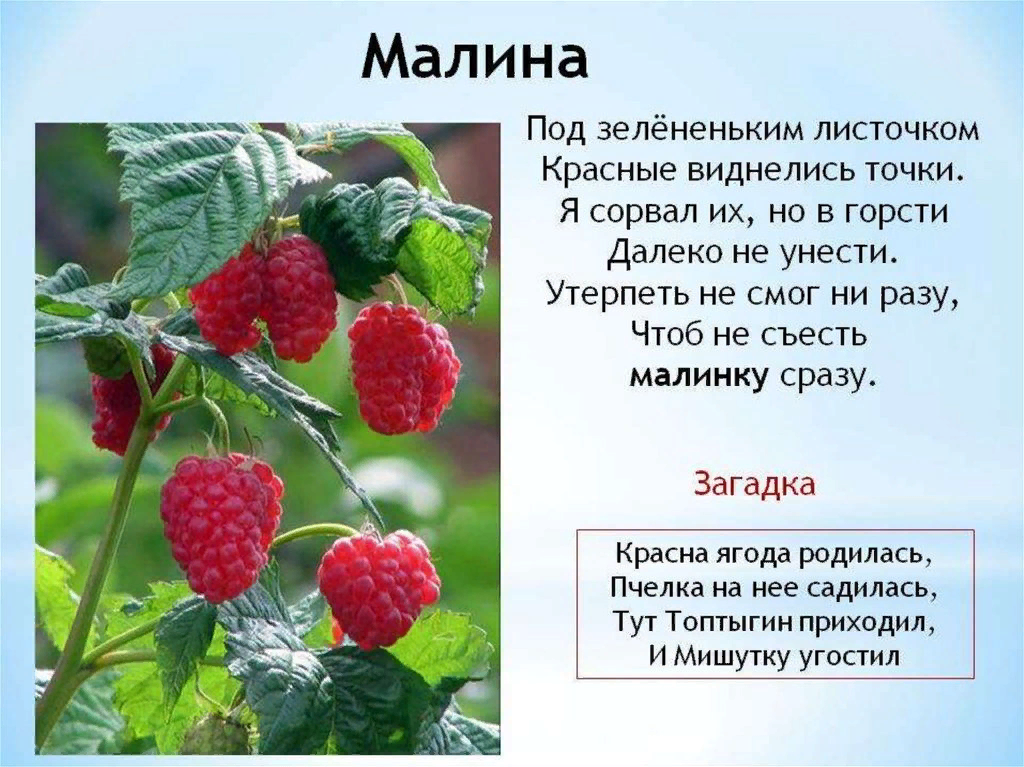 Ягода малина текст. Малина описание для детей. Презентация о Малине. Загадка про малину для детей. Стихотворение про малинку.