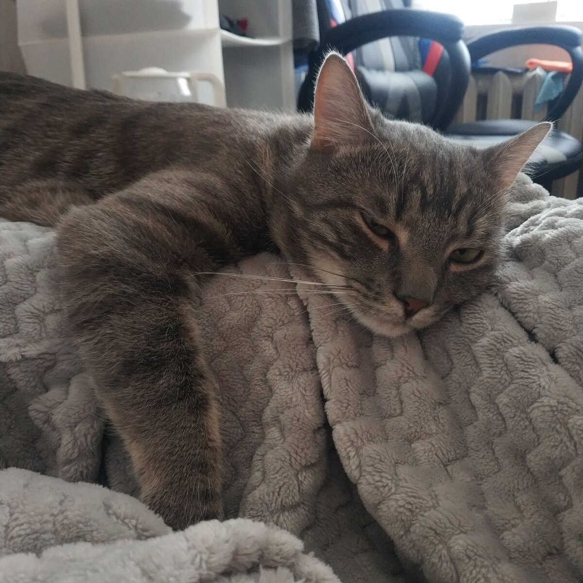 Котячьи обнимашки