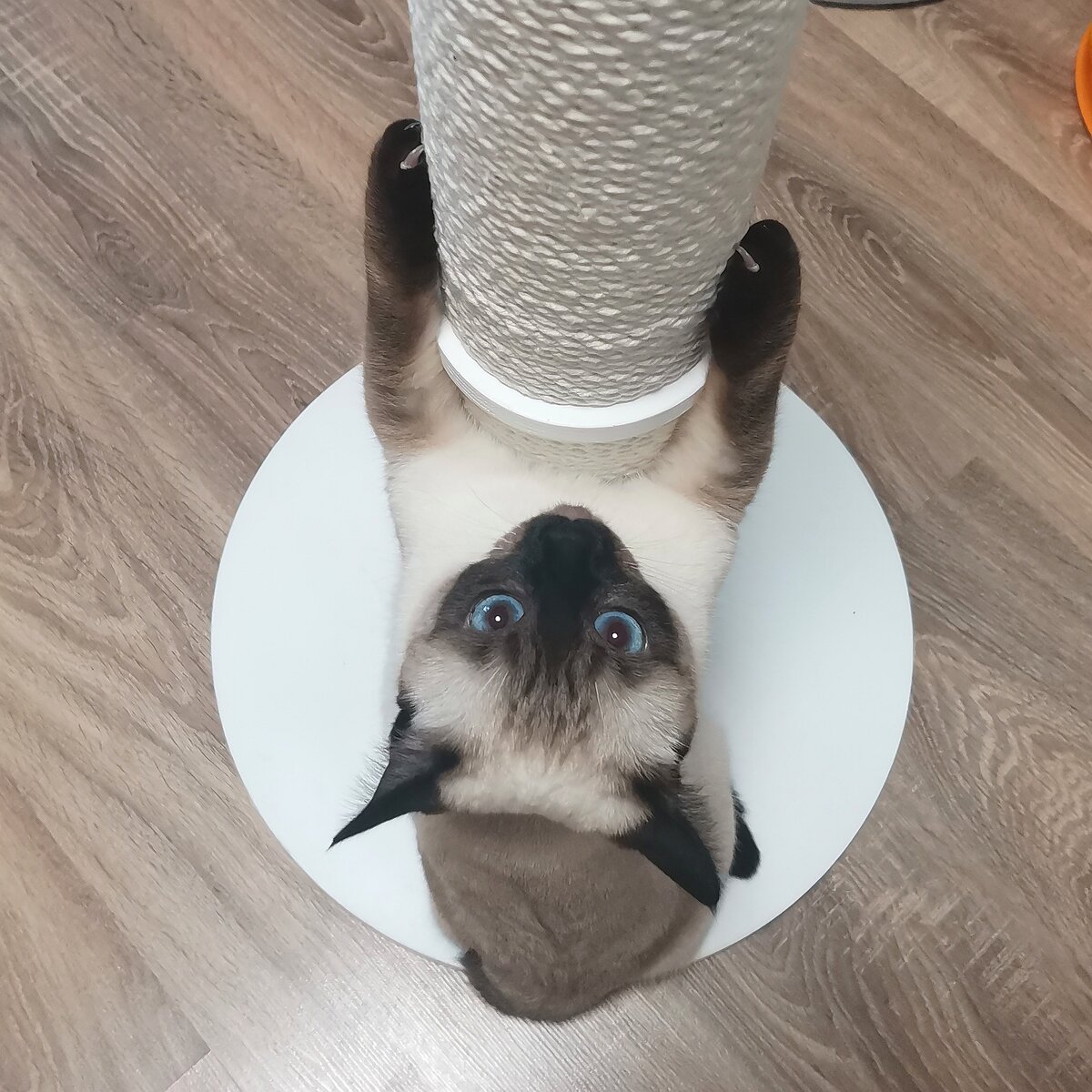 Вижу цель! Марта лезет на стойку. 