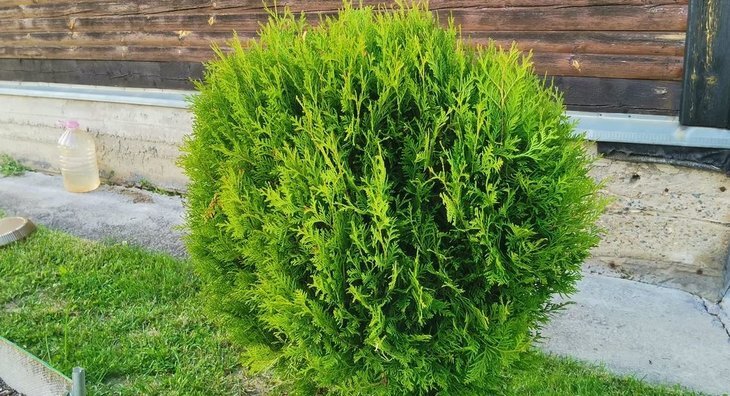    Опасен ли сосновый семенной клоп для растений на дачном участке