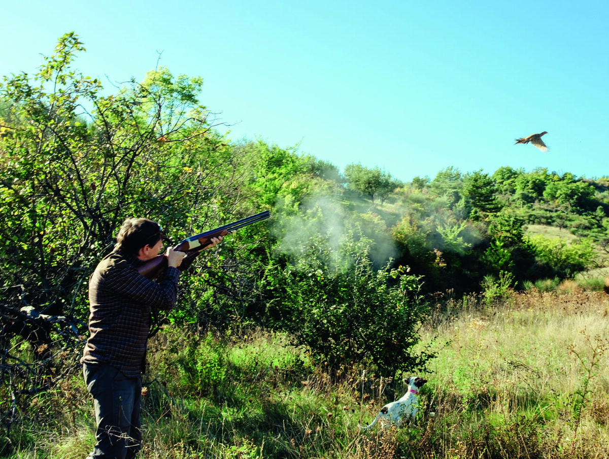     Фазан много бегает и плохо держит стойку легавой, однако охота на него широко практикуется в Европе. Фото: shutterstock