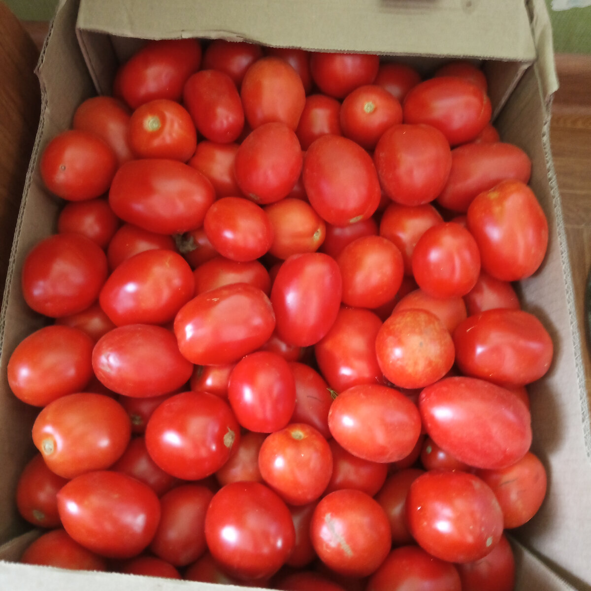 Помидорки крупнее, чем в прошлый раз