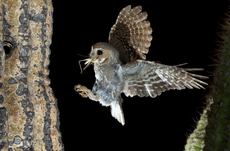 Пустынный сыч. Сова сычик эльф. Внешнее строение кактусового сыча. Сова кактусовый сыч. Сова кактусовый сыч.