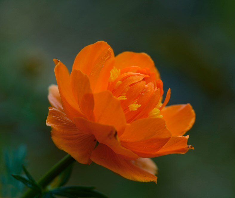 Купальница азиатская Trollius asiaticus