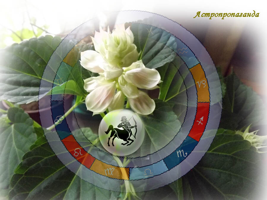 Коллаж Нины Стрелковой.