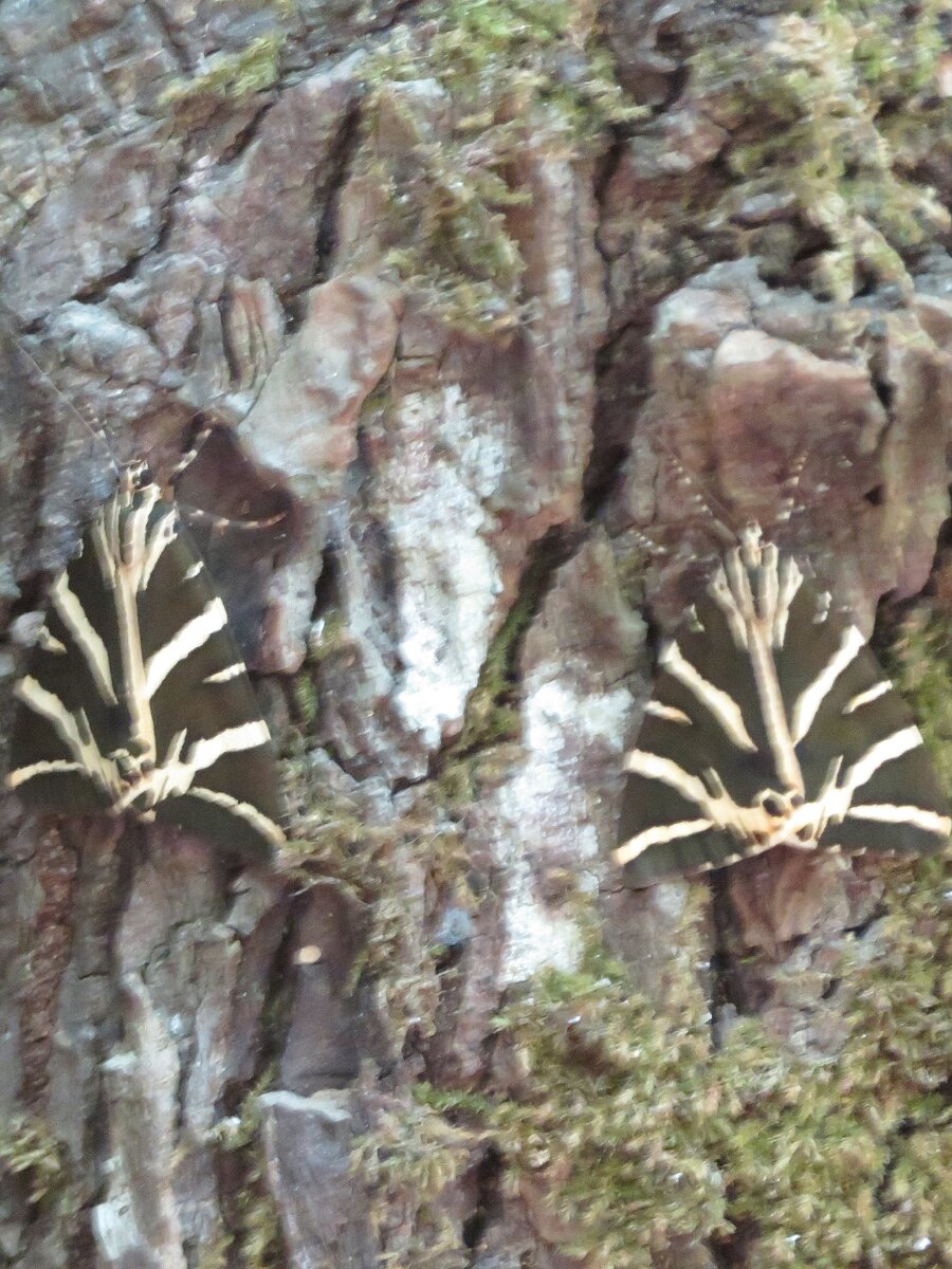 Бабочки из знаменитой долины. Родос.