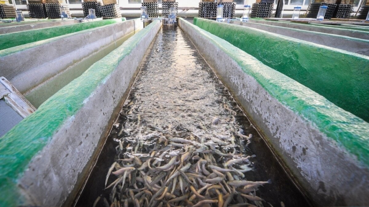 Рыбная ферма на море. Лосось в садках. Форелевая ферма в карелии. Рыба не выращивается искусственно. Искусственное разведение рыб.