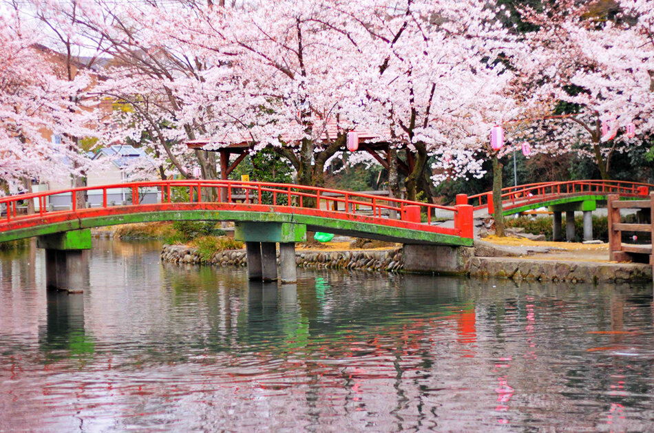 Киото Сакура. Киото цветение Сакуры. Киото Ханами. Ханами в Японии.