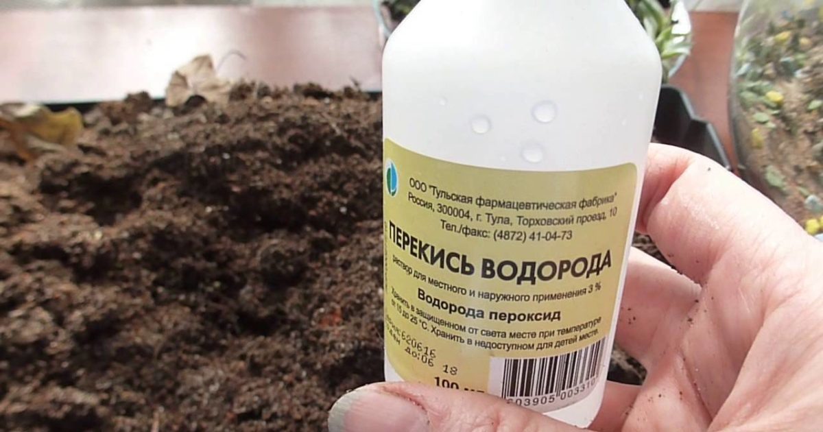 Вас может заинтересовать:Перекись водорода для комнатных растений — применение для полива и дозировка
Многие слышали о пользе перекиси водорода для организма человека и ее использовании при первой помощи при…Читать далее…