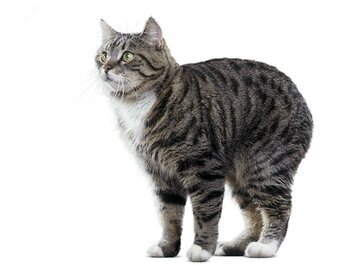 Мэнская кошка