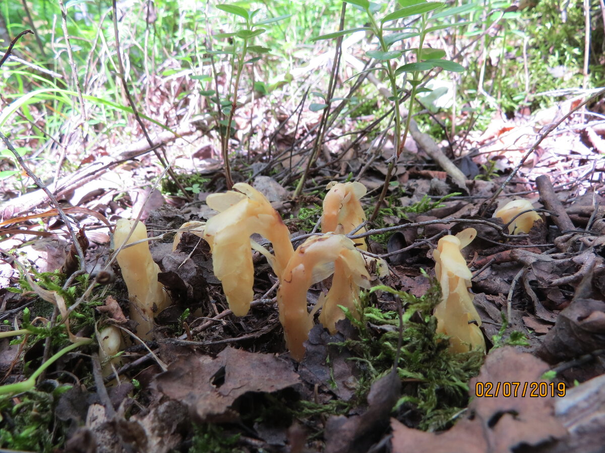 подъельник - безхлорофилловое растение ,образующее микоризу с елью и грибами.