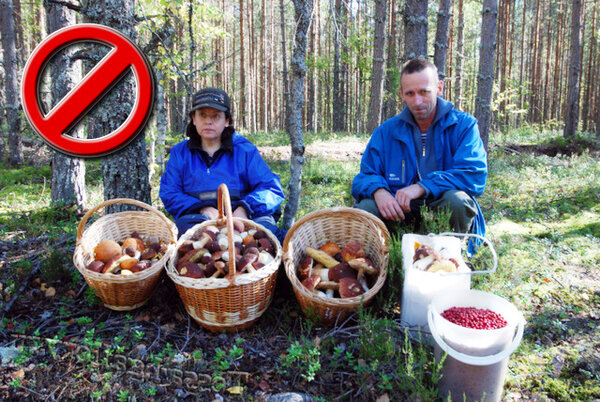 Штраф и налог за грибы и ягоды: стоит ли бояться ходить в лес
