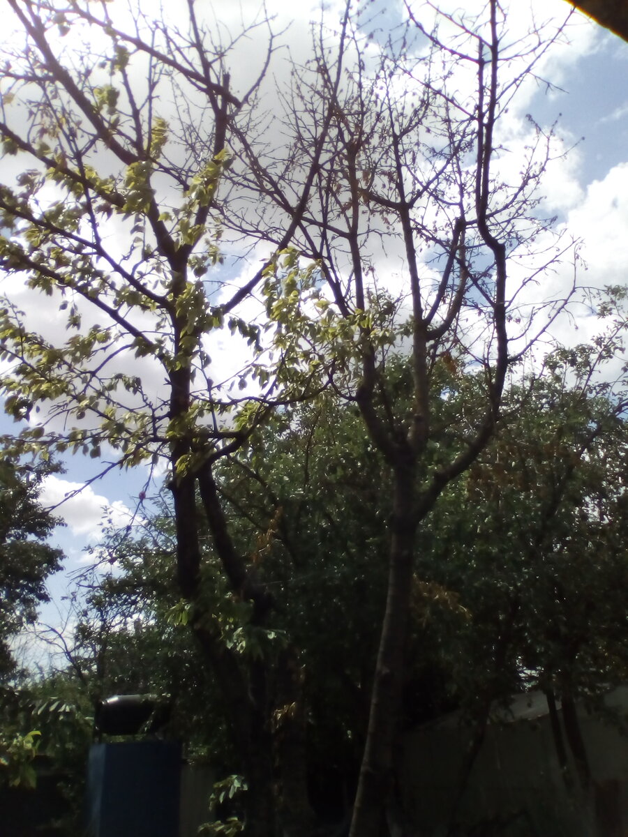 Сначала осыпались ягоды, потом листья начали сохнуть с правой стороны, потом и на левой желтеть начали.