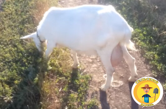 Наша дойная коза!