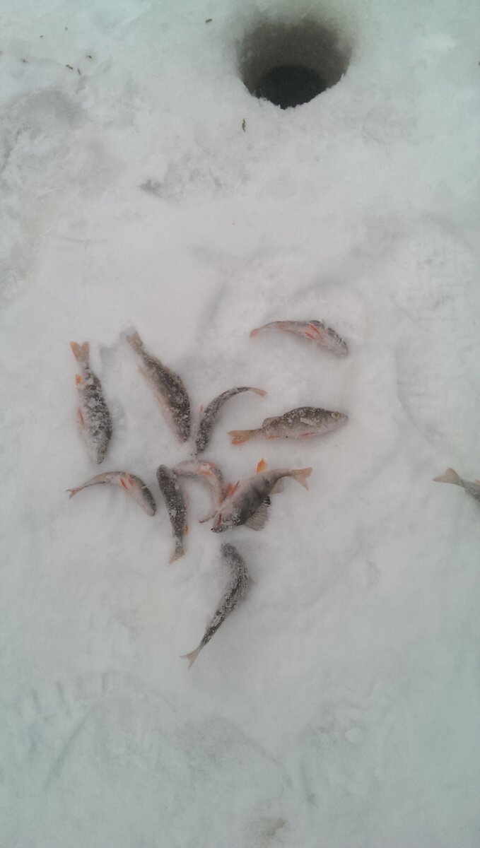 мои первые рыбки...