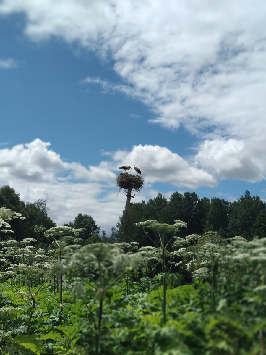 Аисты в окружении Борщевика Сосновского