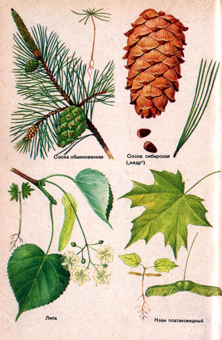 Wood  species   http://lenin-pam.narod.ru/les_petrov.zip