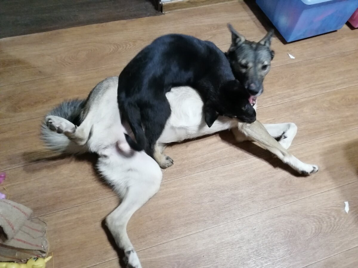 Вот так она издевается над Гердой.видео попозже покажем)), не всё сразу