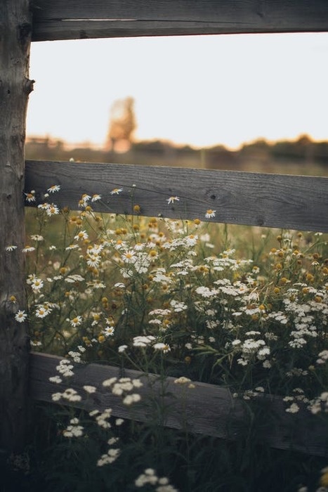 https://www.pexels.com/ru-ru/photo/3099686/