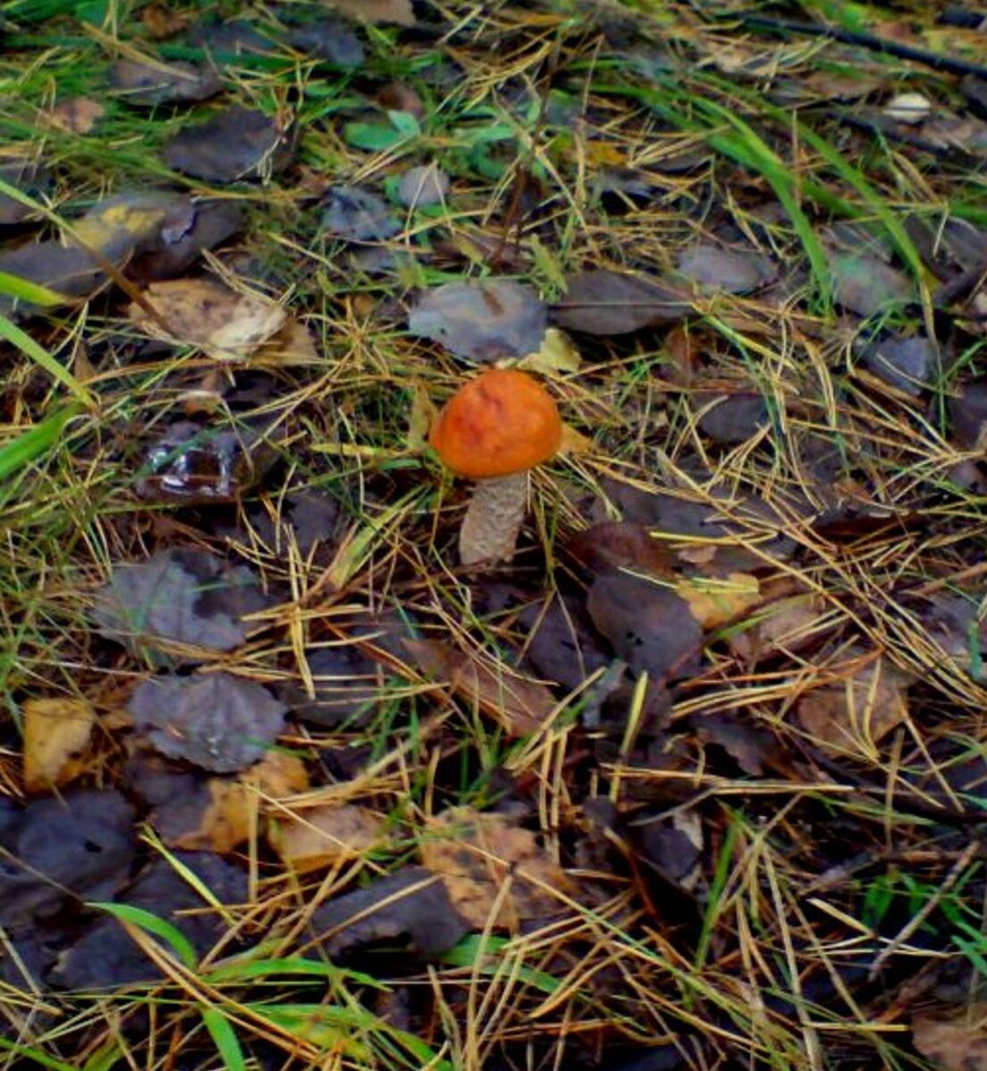 ПОДОСИНОВИК