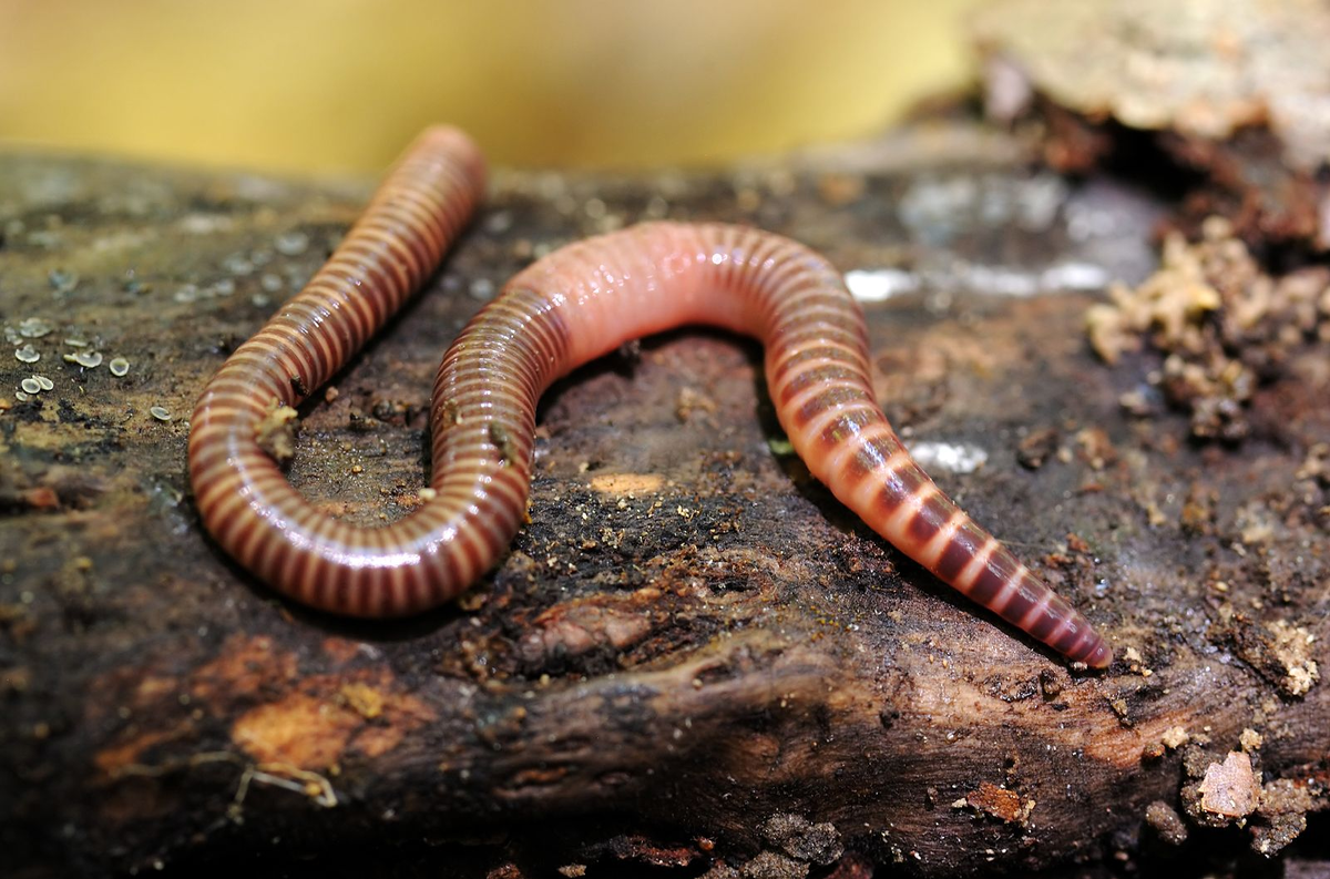 Новые черви. Дождевые черви Eisenia Fetida. Кольчатые черви дождевой червь. Малощетинковые черви (дождевой червь).