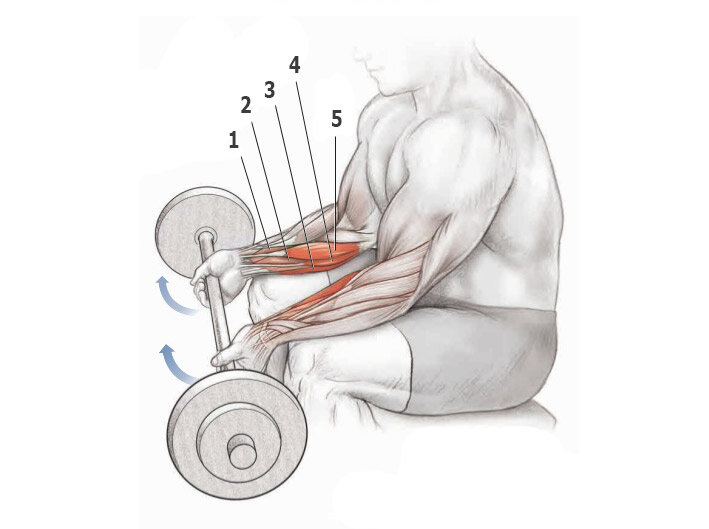 Схема накачки бицепса