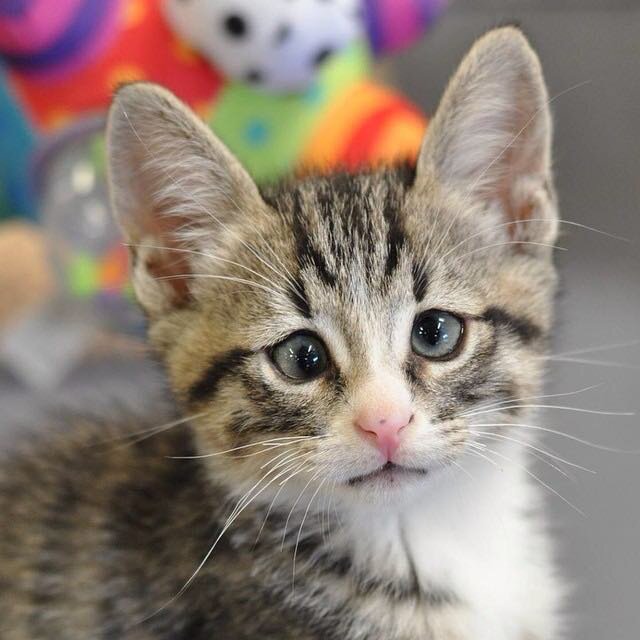Источник: www.instagram.com/worried_cat_aka_bum