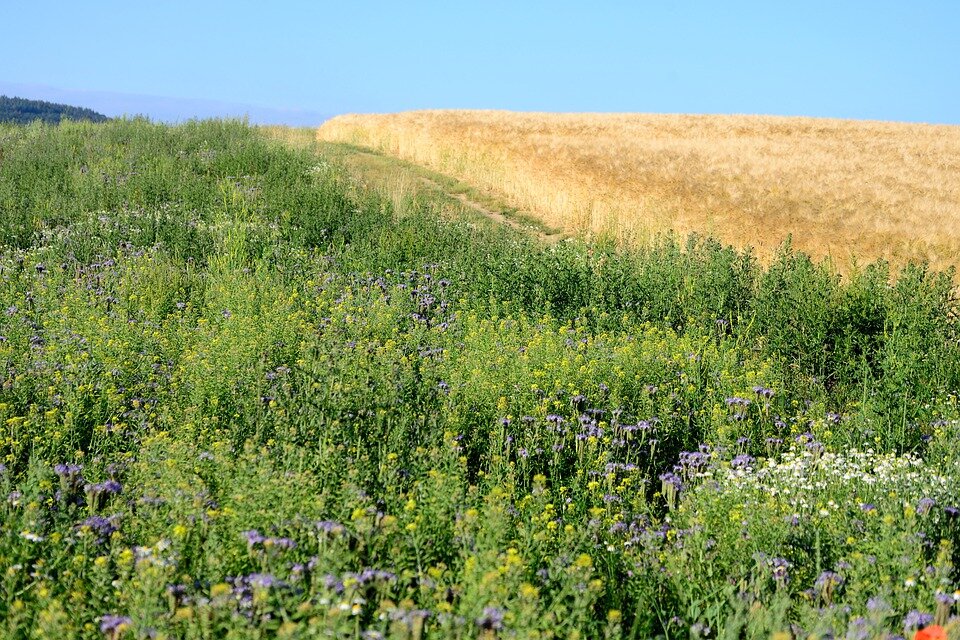 Источник: https://pixabay.com/ru/photos/поле-сельское-хозяйство-экология-4301675/