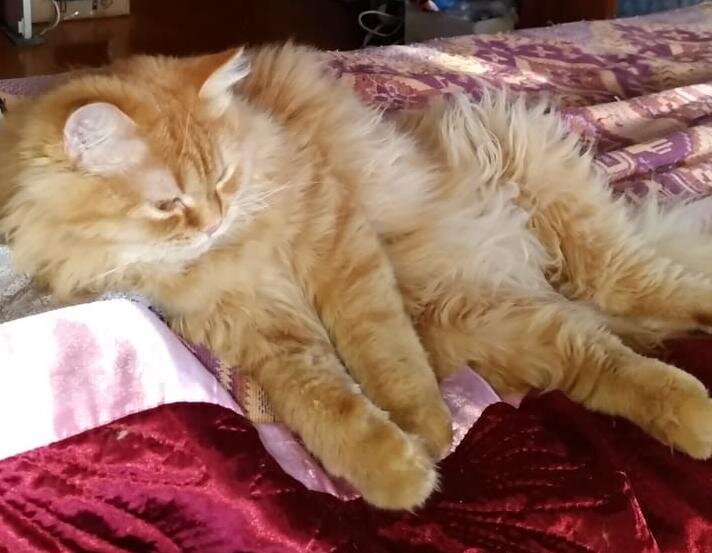 Я расту, а это трудно. Поэтому, часто отдыхаю...
