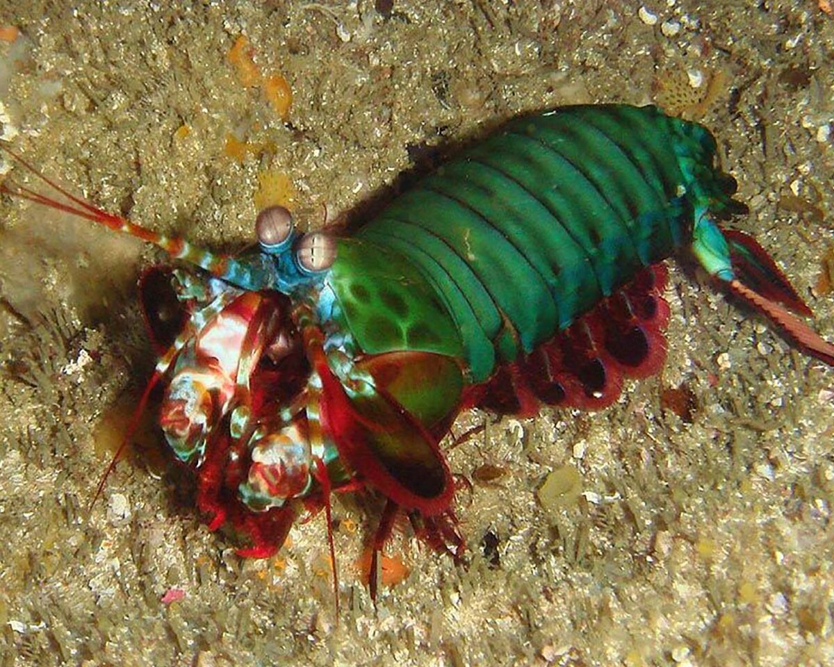 Креветка-богомол (Odontodactylus scyllarus). Источник: https://pin.it/ucyfazqpnpgjl5