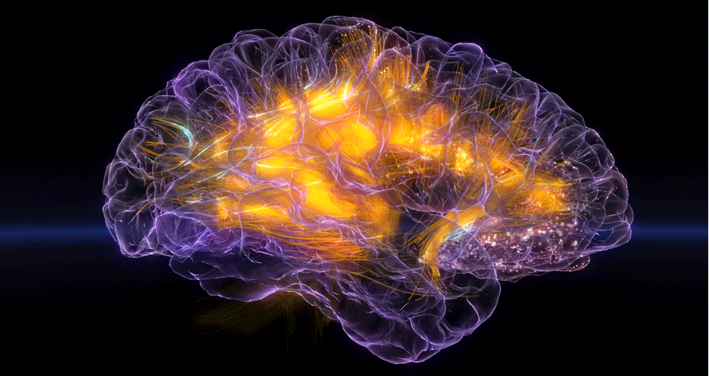 Long brain. Мозг анимация. Нейронные связи в мозге. Мозг гифка.