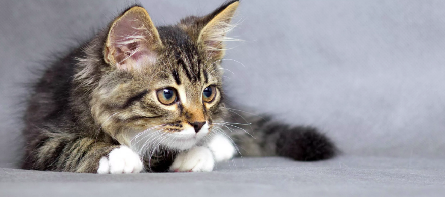 Источнк фото: https://s1.1zoom.ru/