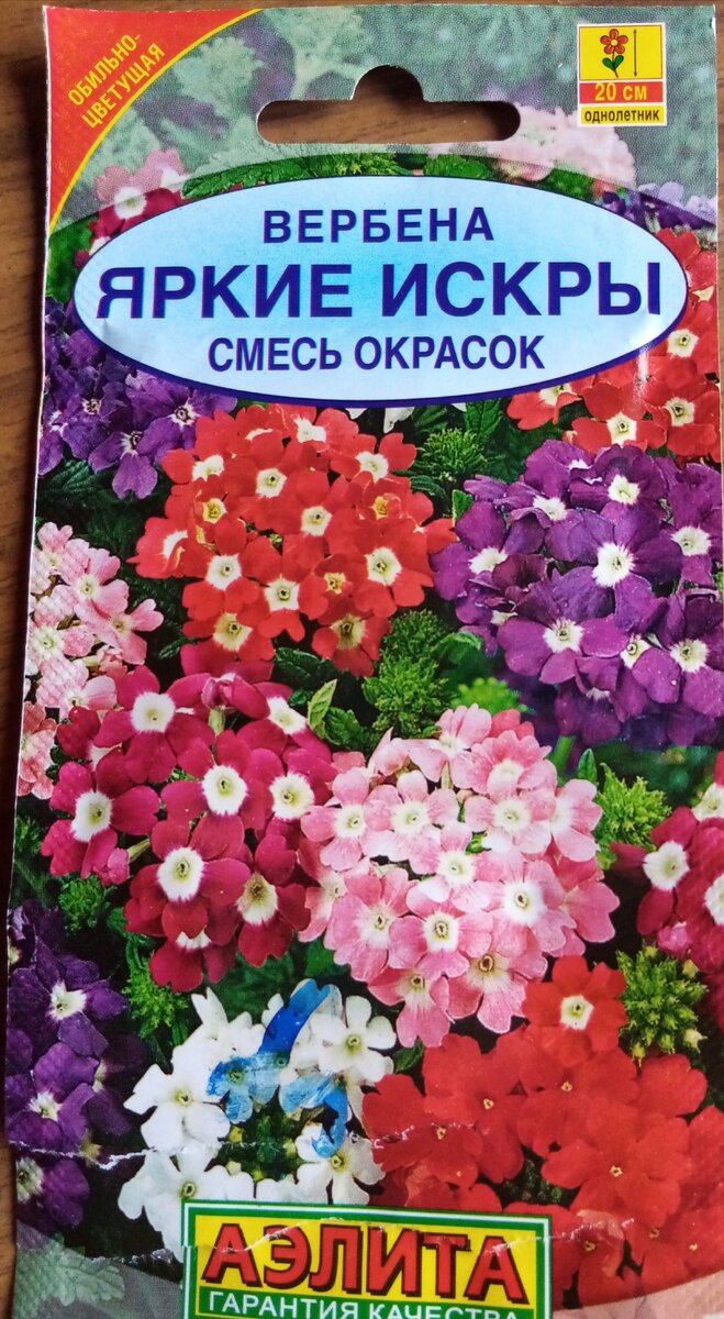 Вербена гибридная выращивание из семян в домашних условиях фото