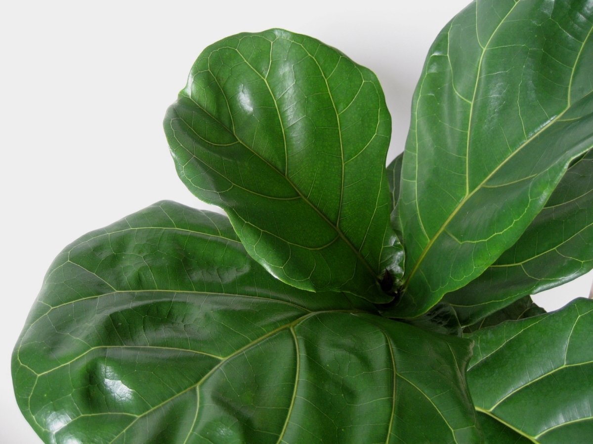 Fiddle Leaf Fig растение