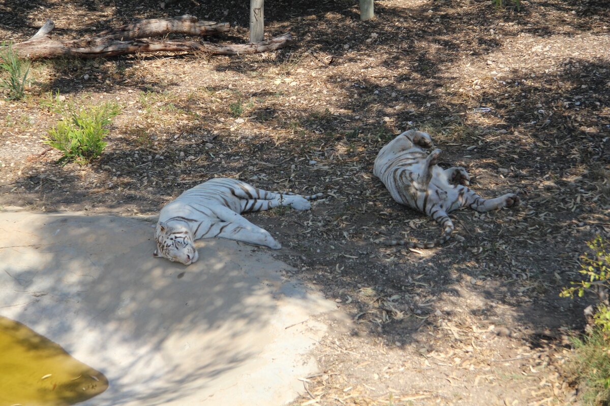 Зоопарк Фригия. Тунис. Фото из личного архива.