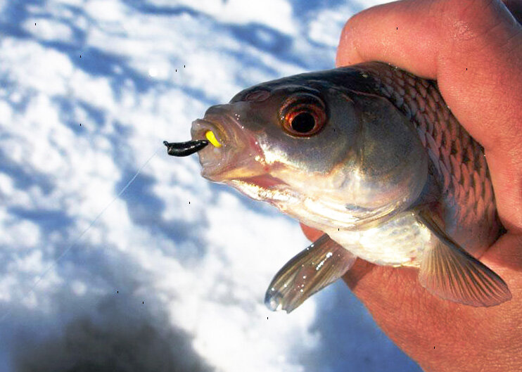 В зависимости от цвета мормышки клевать может самая разна рыба.