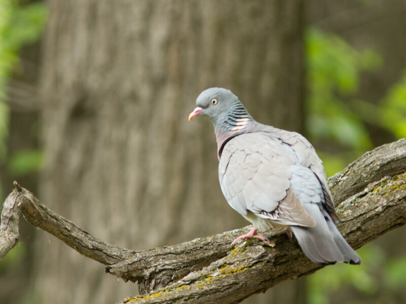 Вяхирь. Автор фото:	Albert Meek