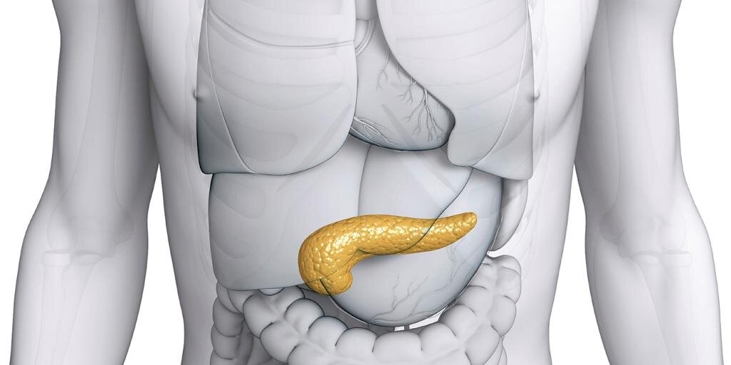 Pancreatic gland