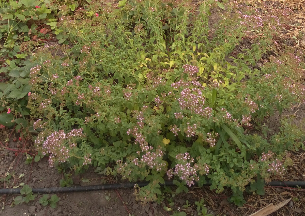 душица обыкновенная