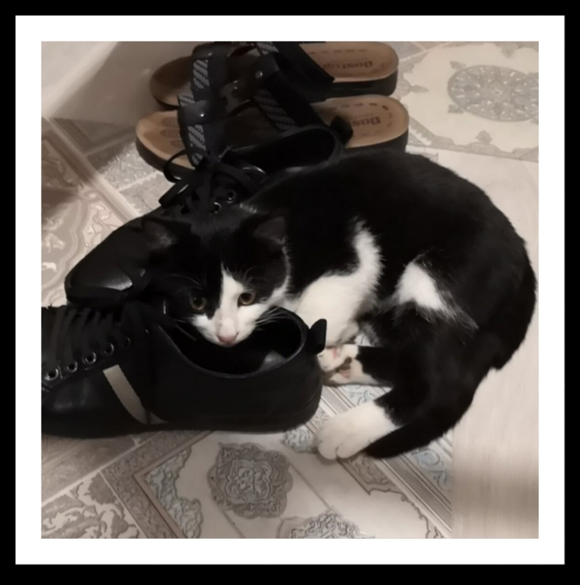 Фото из семейного архива. Кот показывает, что хочет погулять