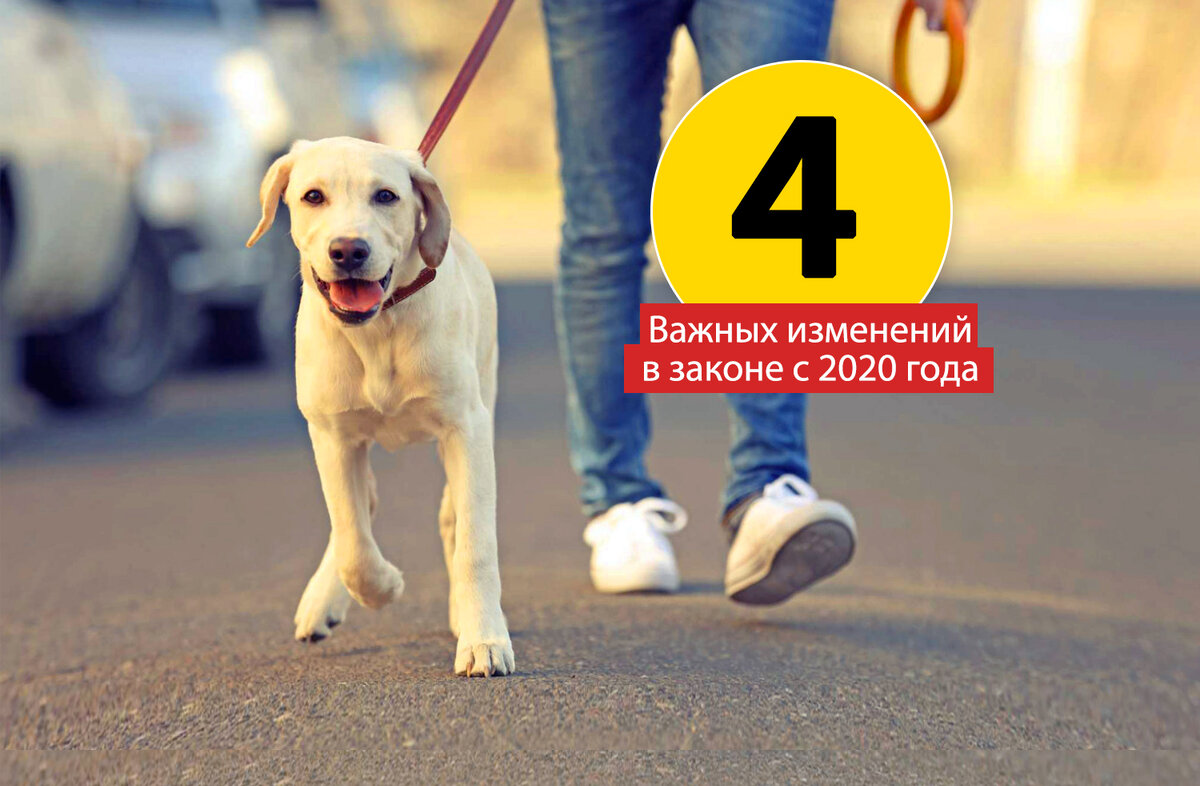 С 1 января 2020 года контактные зоопарки находятся под запретом. Вступает в силу запрет на содержание в квартирах экзотических животных. Запрещается выгул собак определенных пород без намордника.
