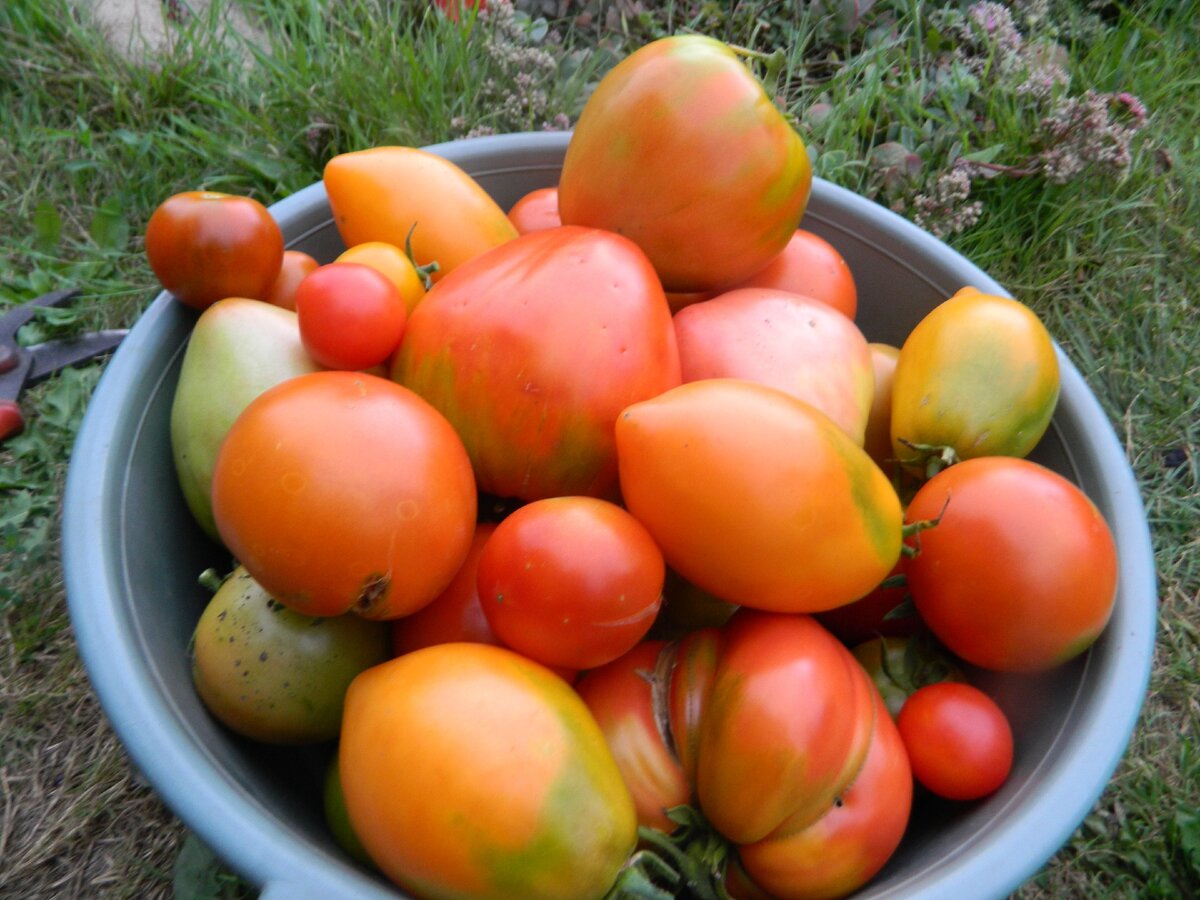 Лучшие сорта скороспелых детерминантных томатов